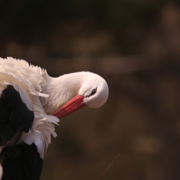 cigogne blanche_20210430